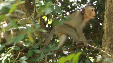 where does monkey kaka live|monkey kaka family arrested.